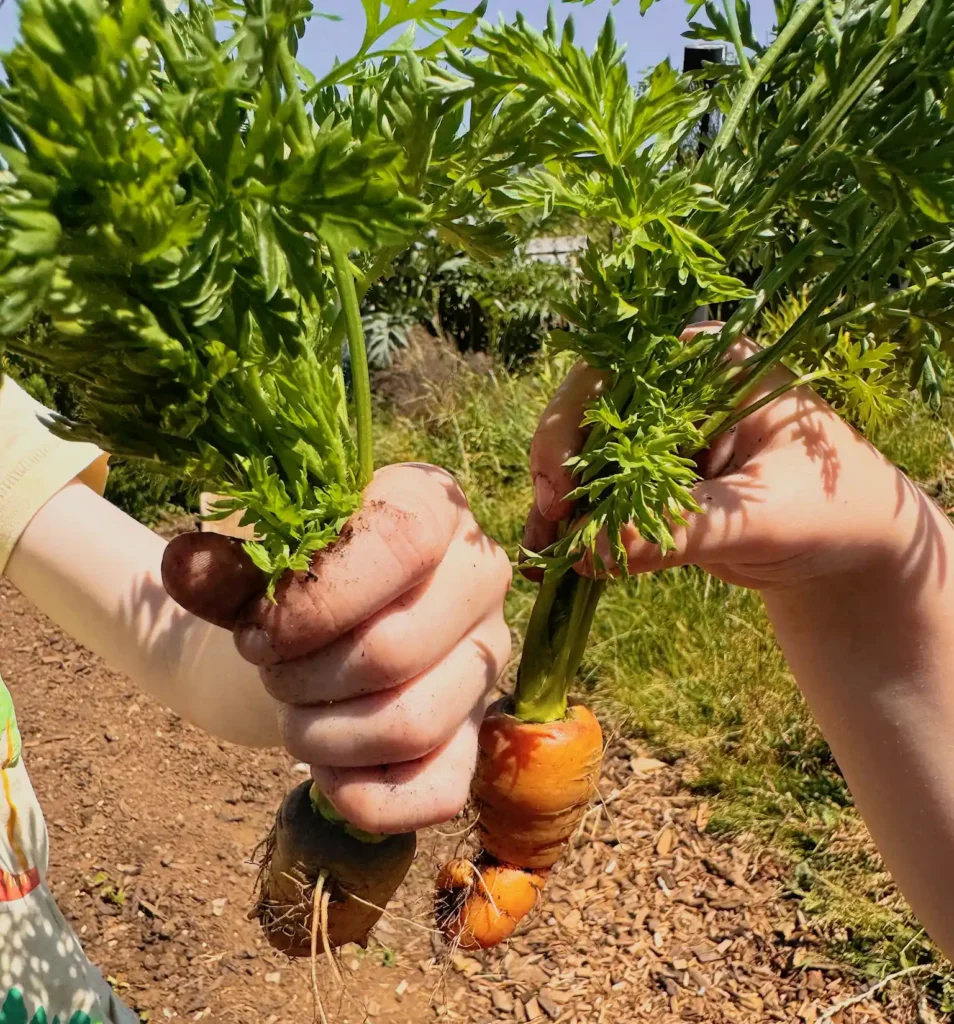 Young Friends carrots 1