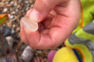 Young Friends Kindergarten Beach Finds